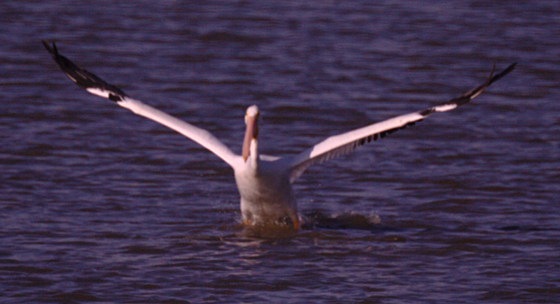 Pelican taking off