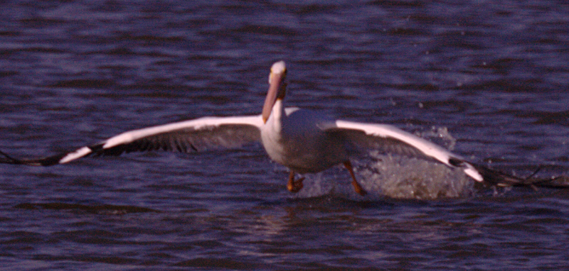 Pelican taking off