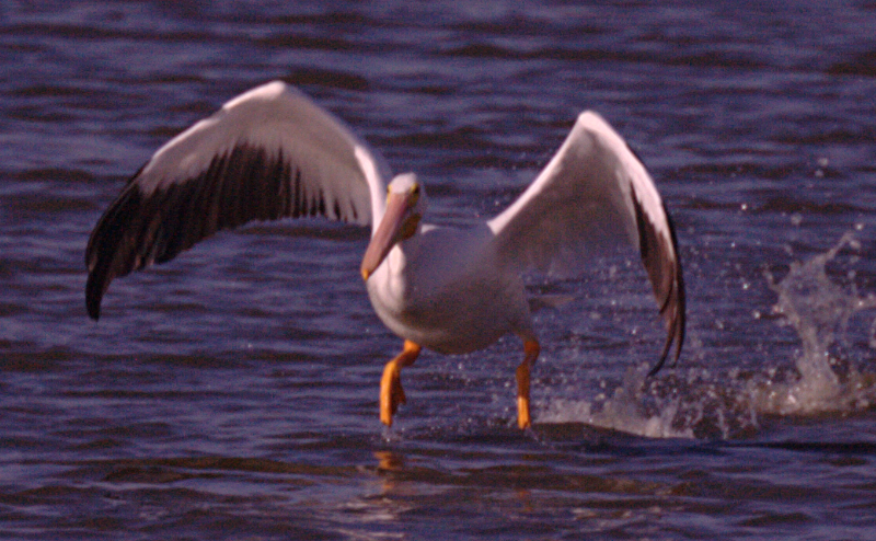 Pelican taking off