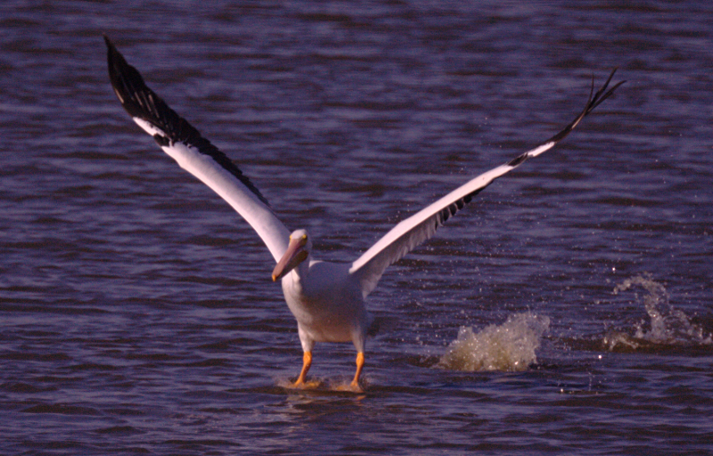 Pelican taking off