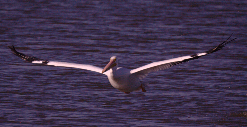 Pelican taking off
