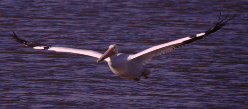 Pelican taking off