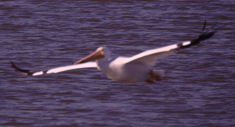 Pelican taking off