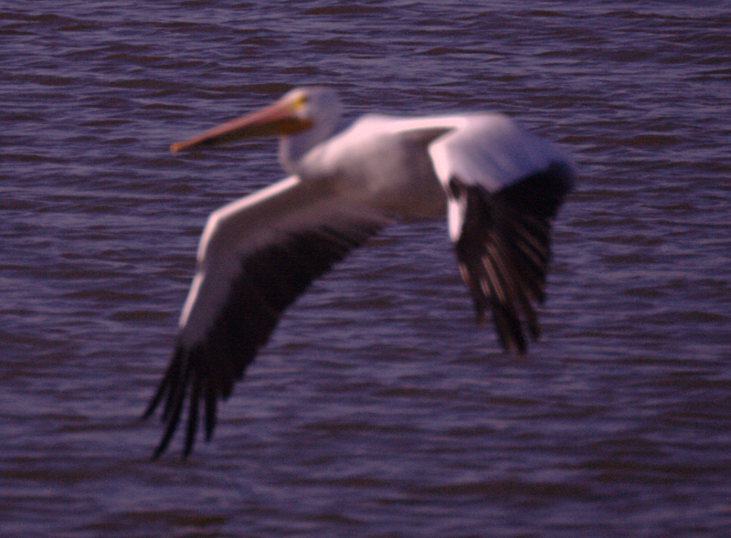 Pelican taking off