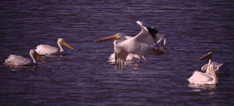 Pelican taking off