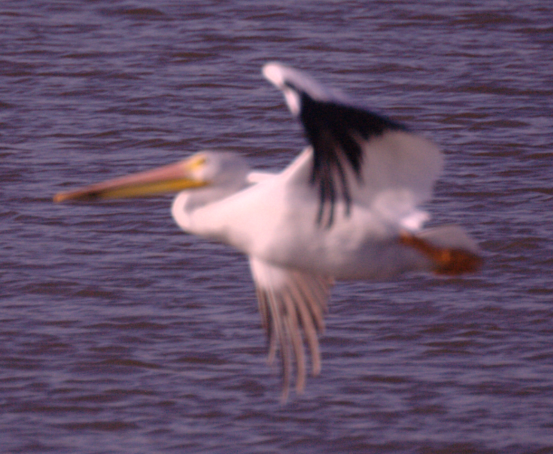 Pelican taking off