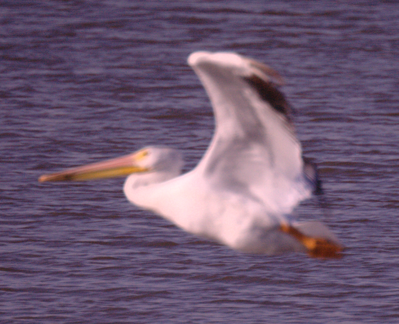 Pelican taking off