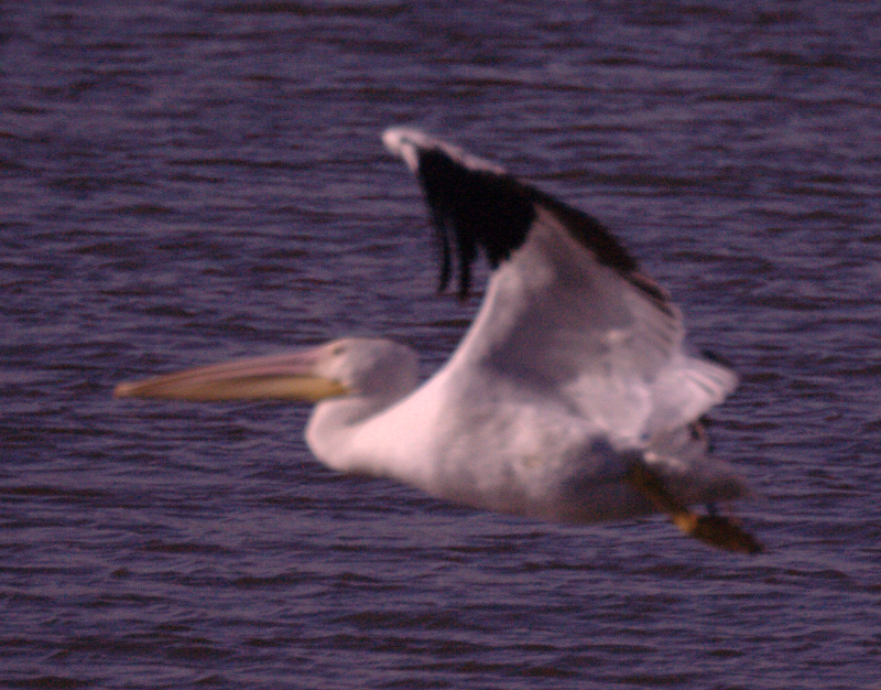 Pelican taking off