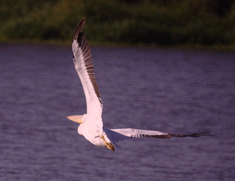 Pelican taking off