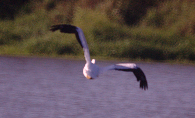 Pelican taking off