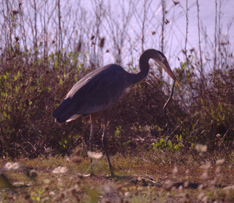 Great Blue Heron with Garter Snake