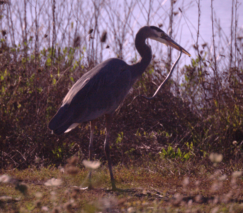Great Blue Heron with Garter Snake