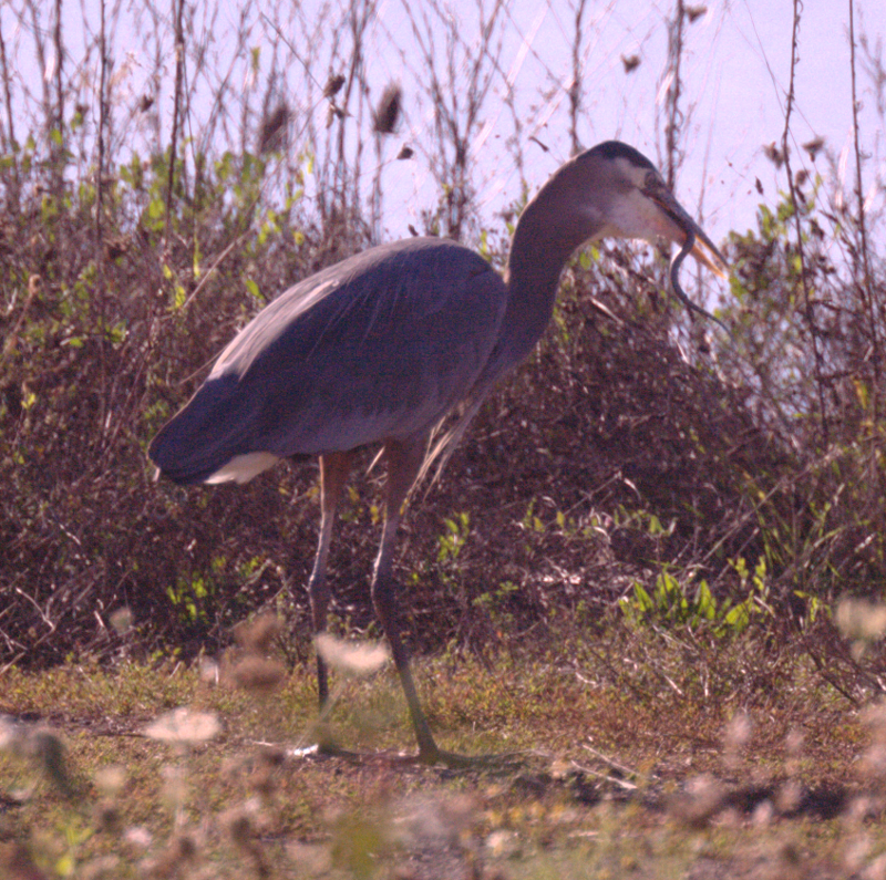 Great Blue Heron with Garter Snake