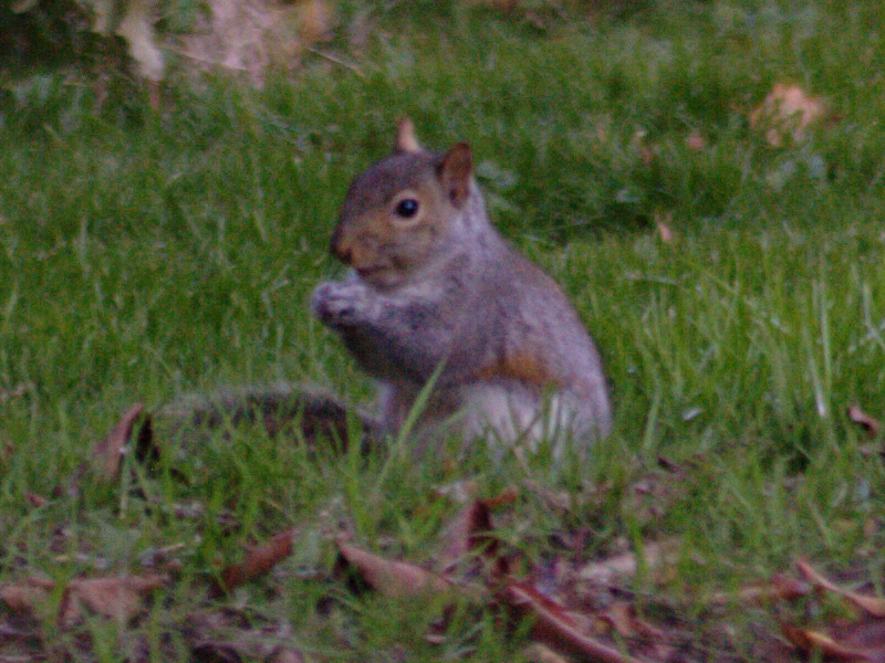 Squirrel