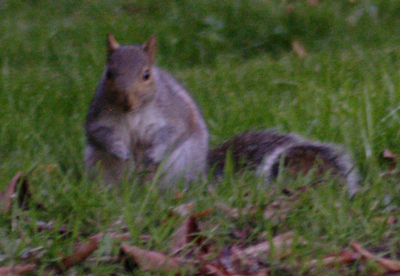Fat Squirrel
