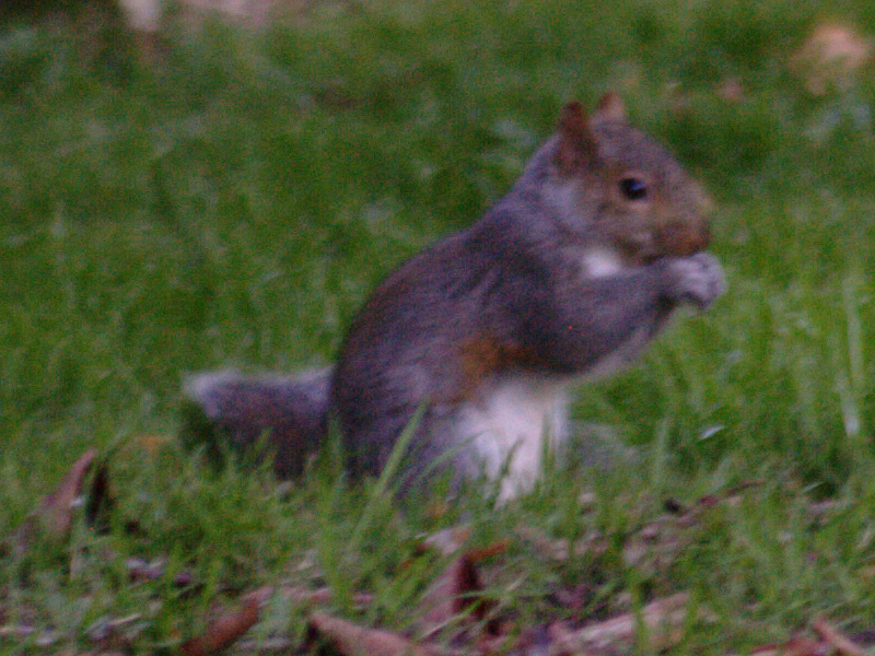 Squirrel