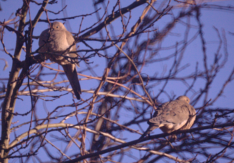 Mourning Doves