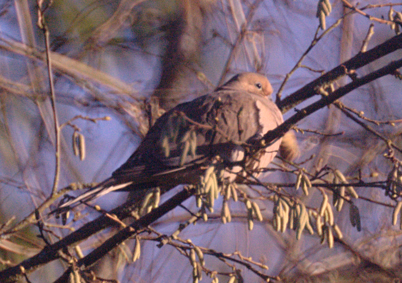 Mourning Doves