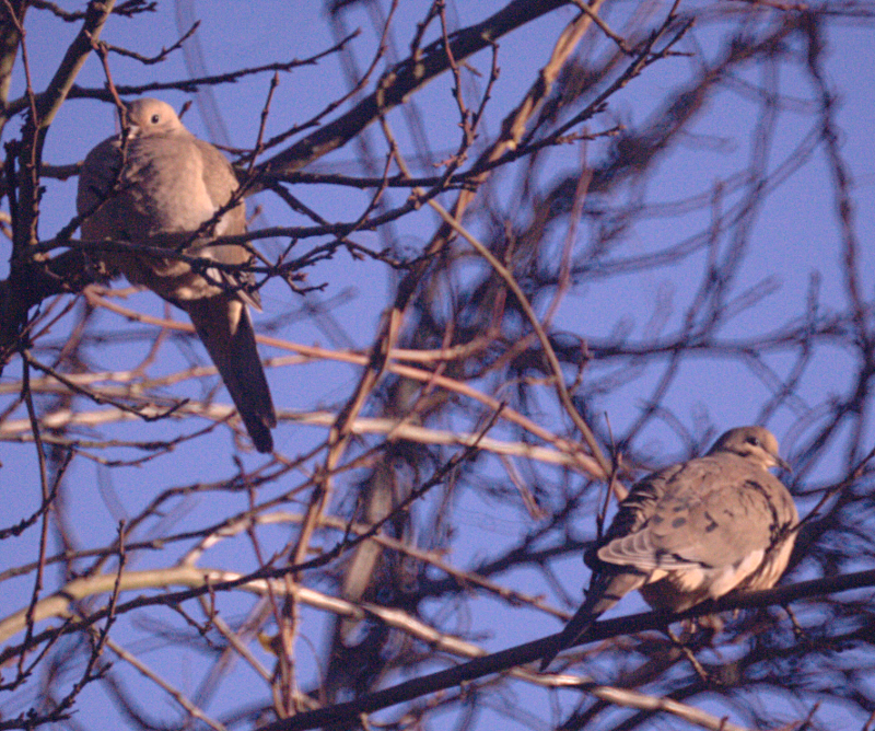Mourning Doves