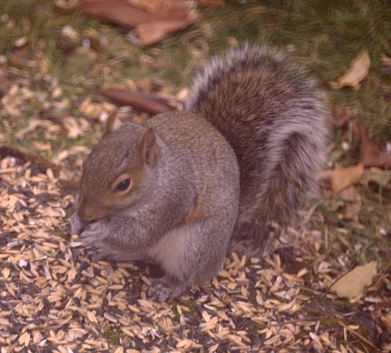 Squirrel