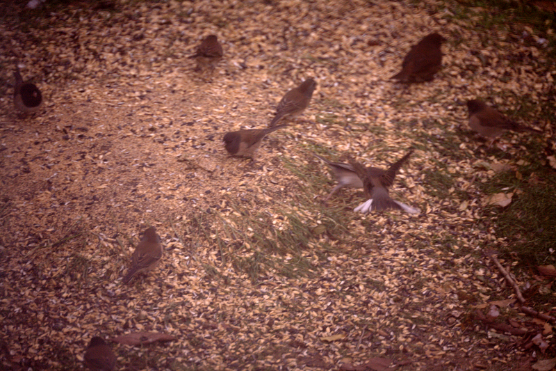Dark-Eyed Juncos