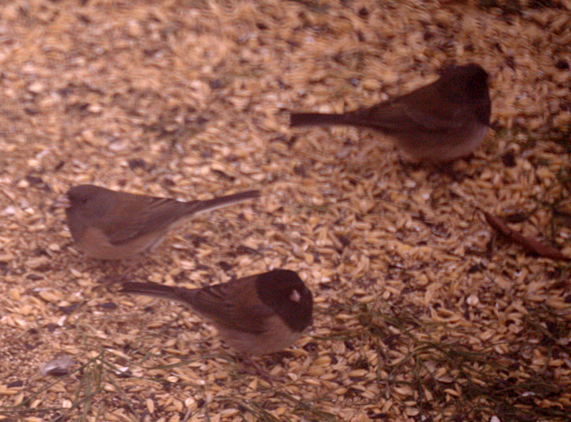 Dark-Eyed Juncos