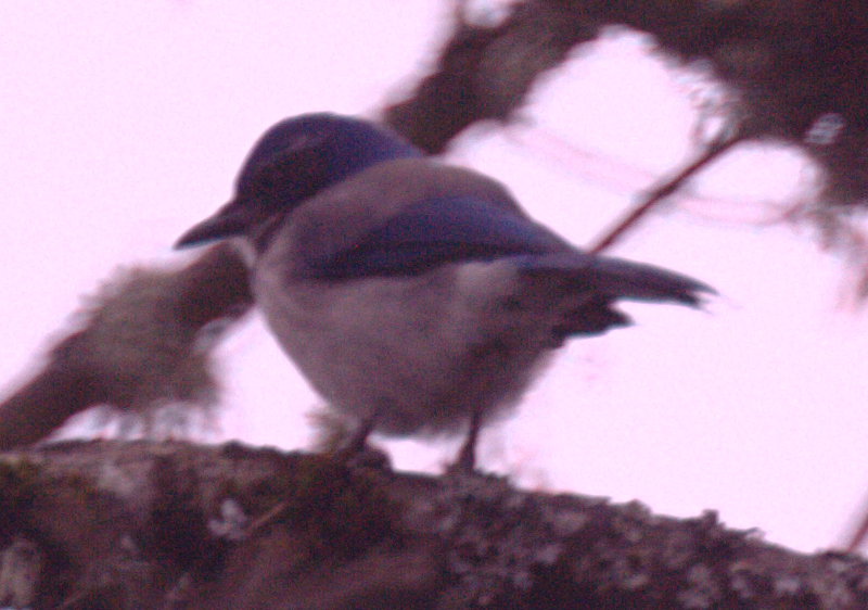 Western Scrub Jay