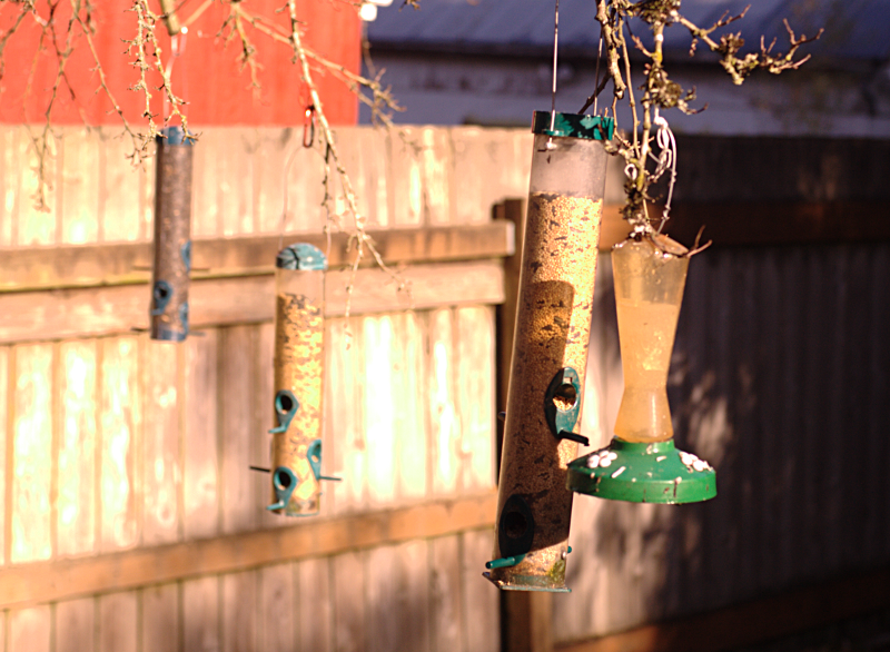 bird feeder