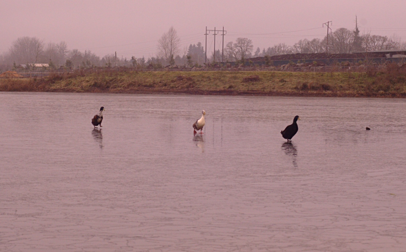 Domestic Ducks walking on ice