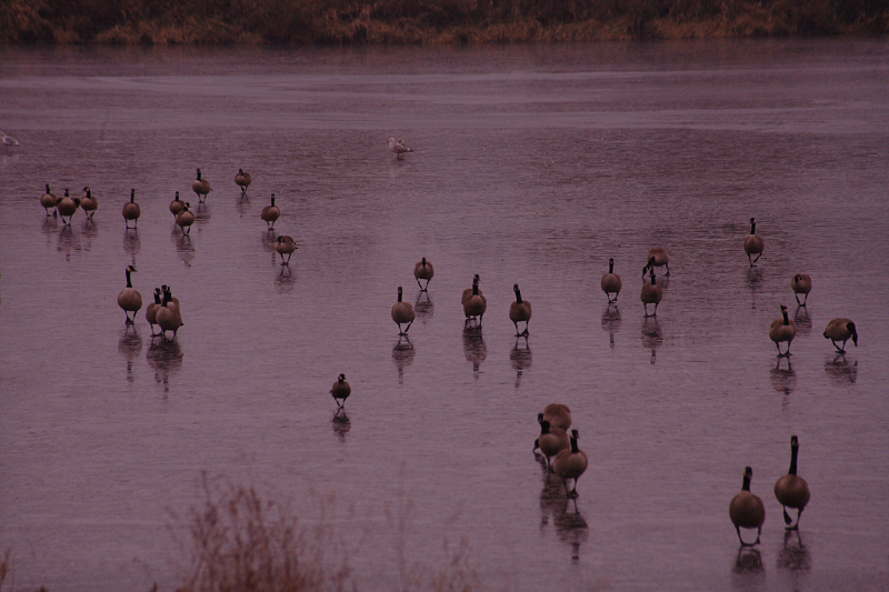 Canada Geese walking on ice