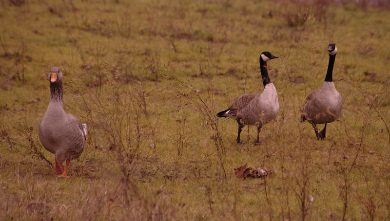Gus the Greylag Goose and Canada Geese friends