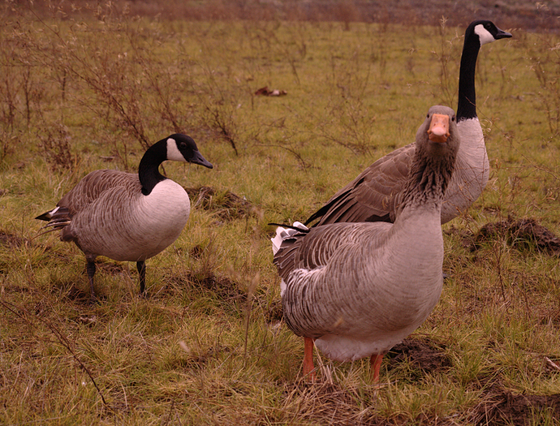 Gus the Greylag Goose and Canada Geese friends