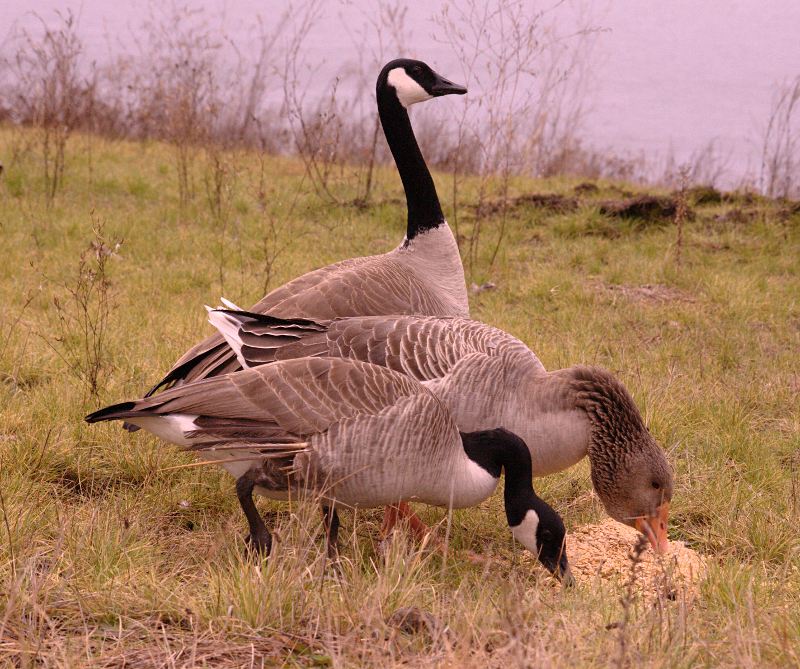 Gus the Greylag Goose and Canada Geese friends