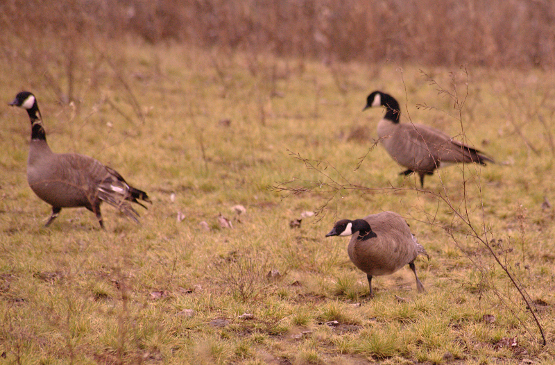 Cackling Geese