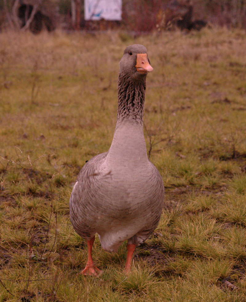 Gus the Greylag Goose