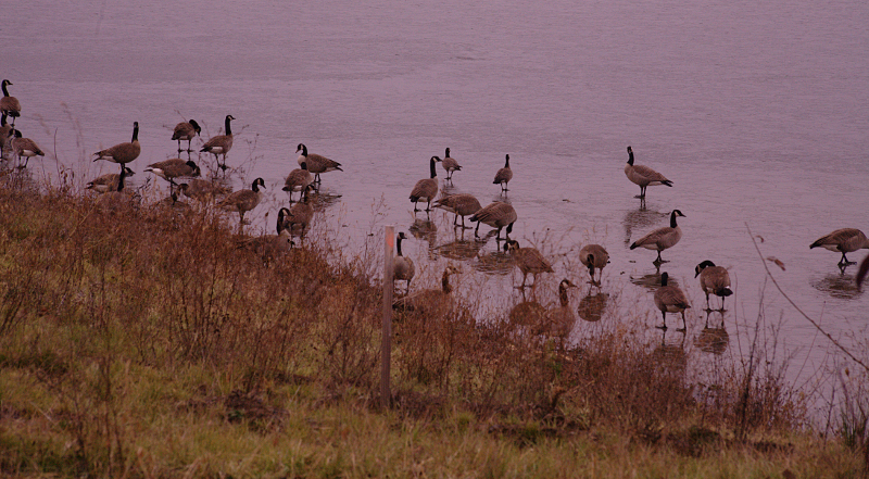 Canada Geese