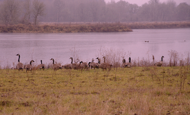 Canada Geese