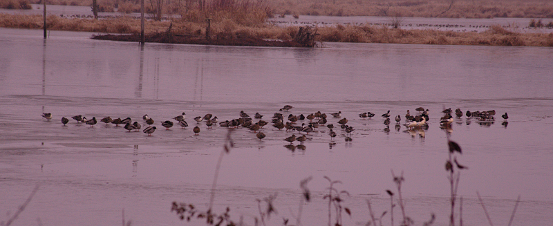 Ducks Wintering
