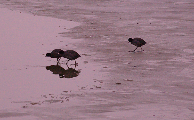 American Coots