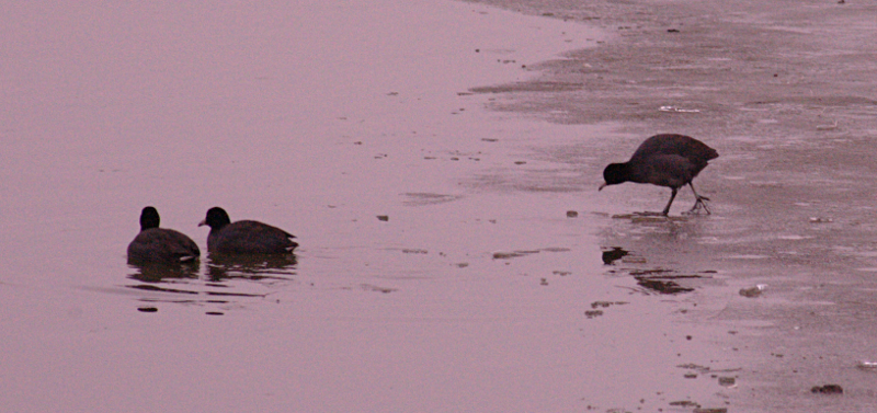American Coots