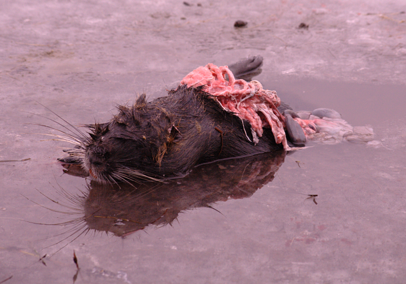 Dead Nutria