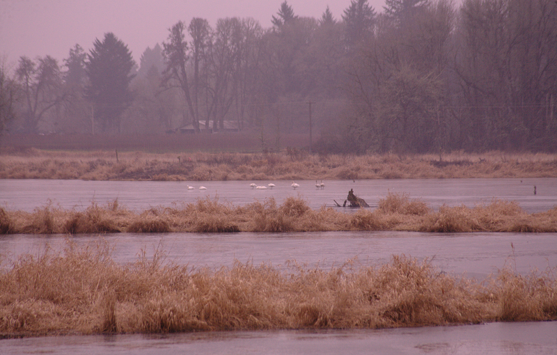 Pondscape with Egrets