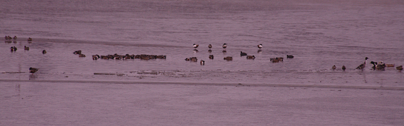 Ducks and open water