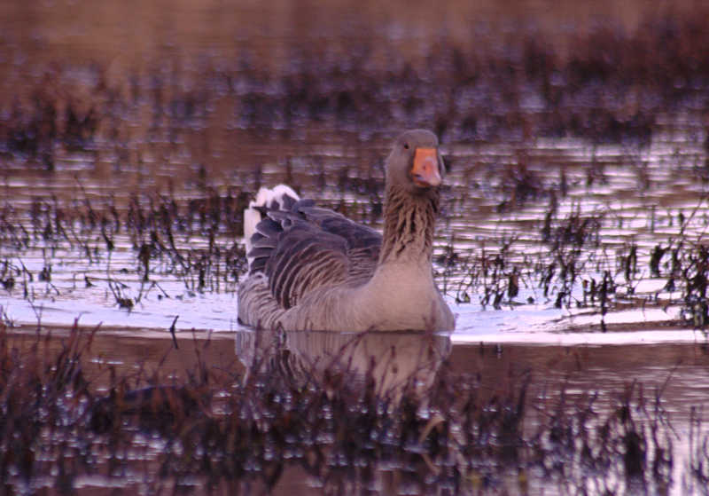 Gus the Greylag Goose