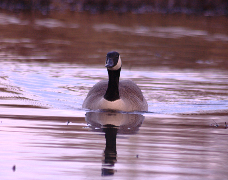 Canada Goose
