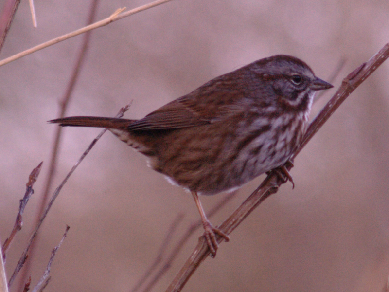 Savannah Sparrow