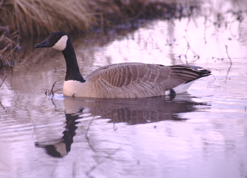 Canada Goose