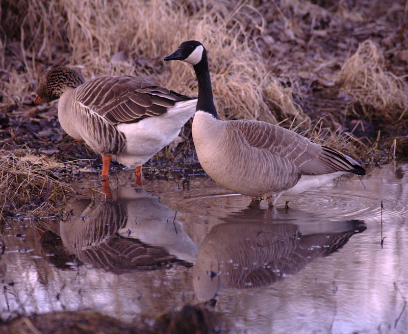 Gus the Greylag Goose plus his Canada Goose wife