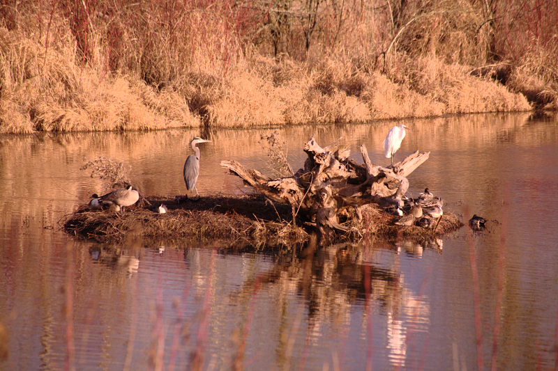 Island with birds