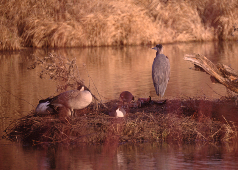 Island with birds